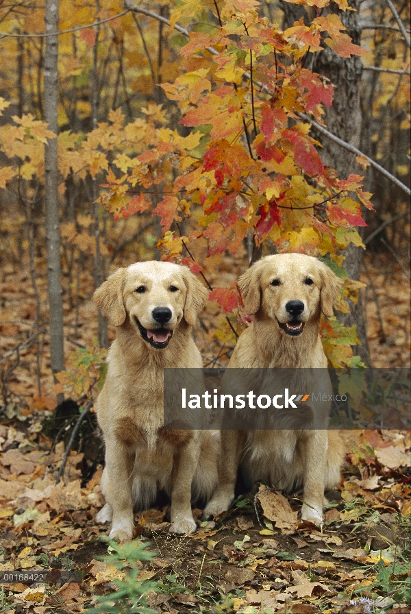 Dos Golden Retriever (Canis familiaris) dos adultos sentados lado a lado en el bosque del otoño