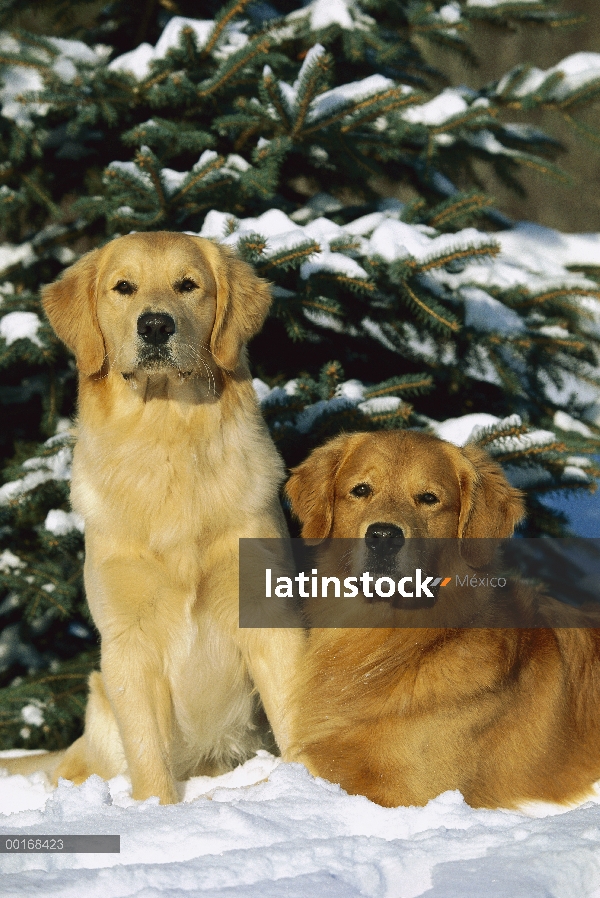 Dos Golden Retriever (Canis familiaris) dos adultos sentados lado a lado en la nieve