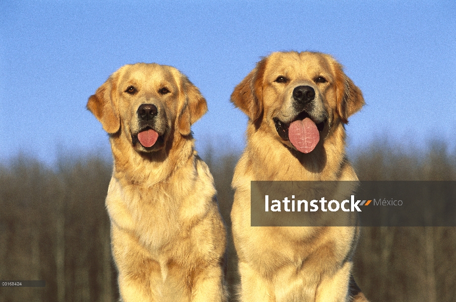 Dos Golden Retriever (Canis familiaris) hembras y machos adultos sentados lado a lado