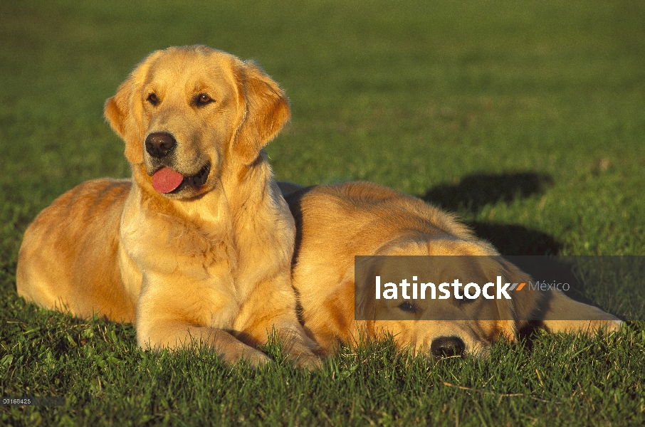 Dos Golden Retriever (Canis familiaris) dos menores de edad descansando juntos en césped