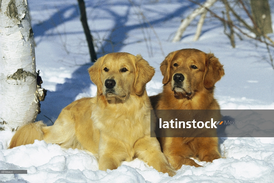 Dos dos adultos Golden Retriever (Canis familiaris) al lado del otro descansando en la nieve