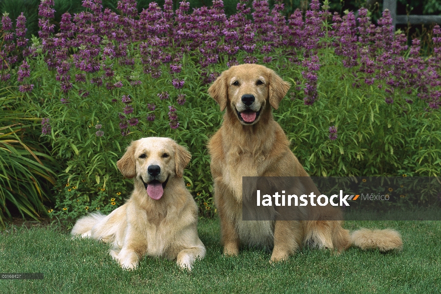 Dos dos adultos Golden Retriever (Canis familiaris) descansando juntos en el jardín