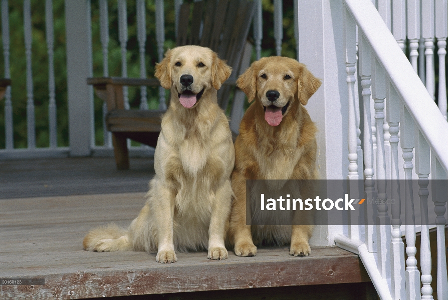 Golden Retriever (Canis familiaris) dos adultos sentados juntos en el porche delantero