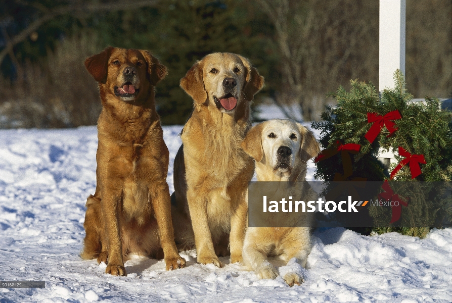 Dos Golden Retriever (Canis familiaris) tres adultos sentados lado a lado en la nieve junto a una co