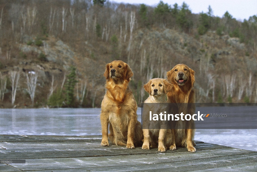 Golden Retriever (Canis familiaris) la madre, padre y cachorro sentados juntos en el muelle con vist