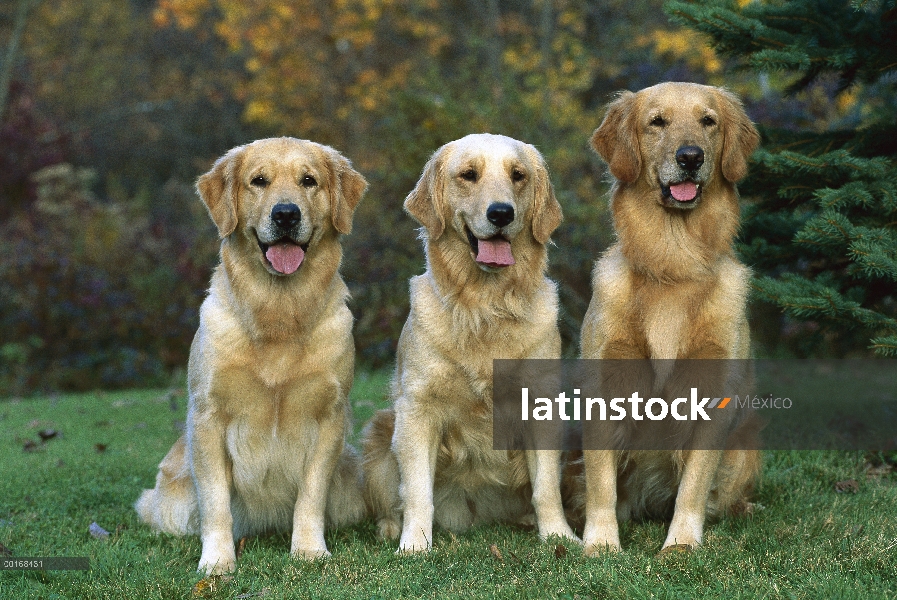 Tres adultos Golden Retriever (Canis familiaris)