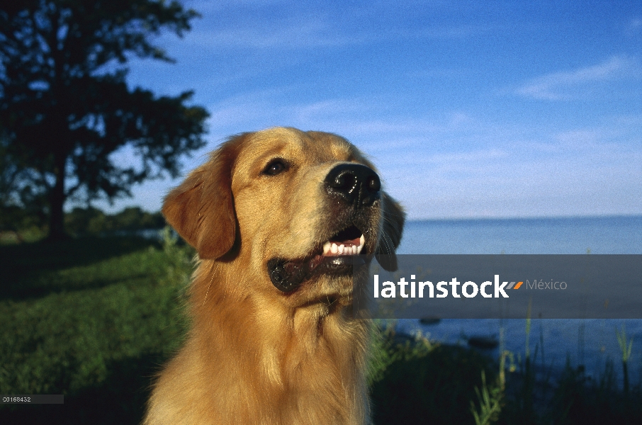 Retrato adultos de Golden Retriever (Canis familiaris) a lo largo de la orilla del lago