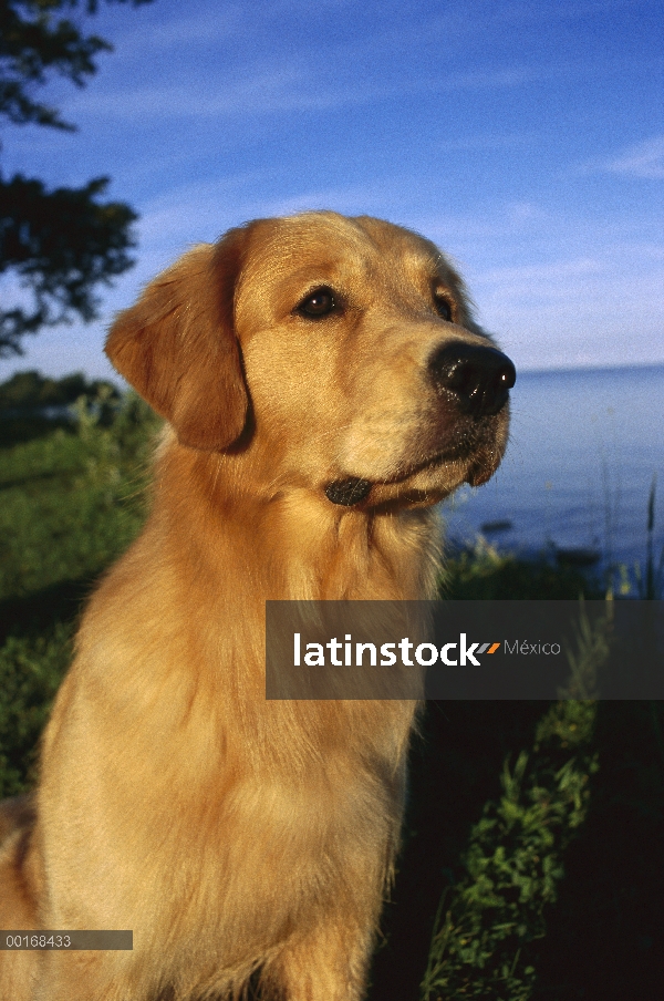 Retrato adultos de Golden Retriever (Canis familiaris) a lo largo de la orilla del lago