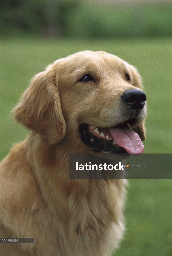 Retrato adulta de Golden Retriever (Canis familiaris)