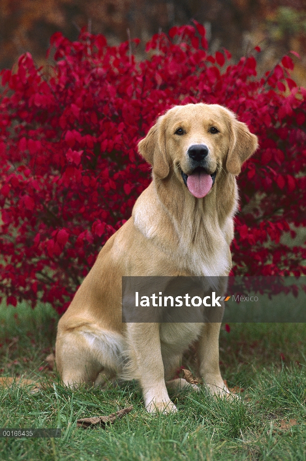 Oro adultos (Canis familiaris) de Retriever sentado en el césped delante de bush colores otoño