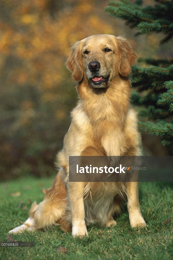 Oro adulto Retriever (Canis familiaris) sentado en el césped