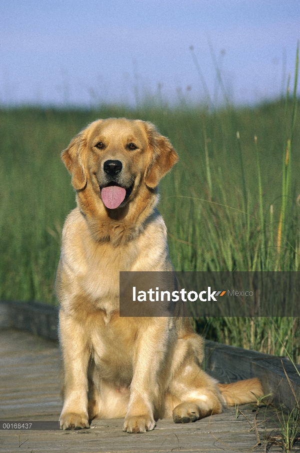 Oro adulto Retriever (Canis familiaris) sentado en el malecón de Ciénaga