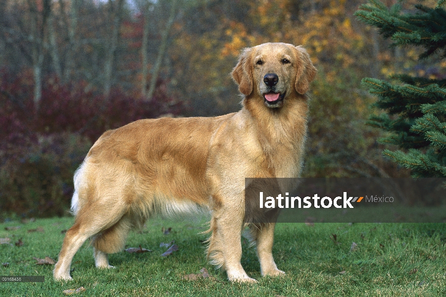 Pie adulto alerta de Golden Retriever (Canis familiaris) en césped verde