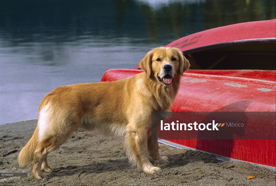 Golden Retriever (Canis familiaris) alerta adultos estar parado en la orilla del lago con canoas