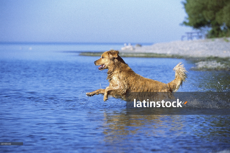 Golden Retriever (Canis familiaris) adulto en lago traer un juguete