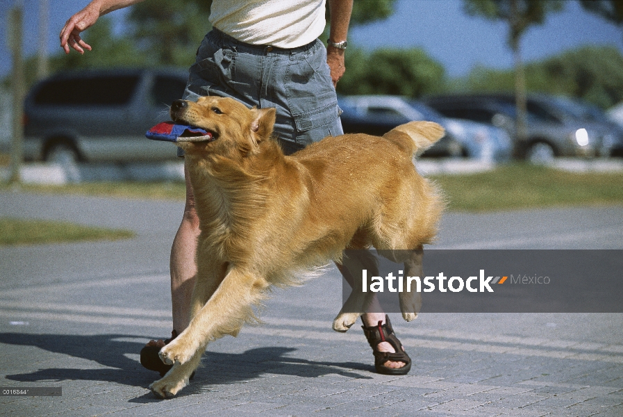 Golden Retriever (Canis familiaris) jugando con un disco de frisbee