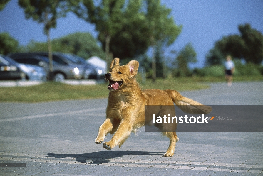 Oro adulto Retriever (Canis familiaris) corriendo en el Parque