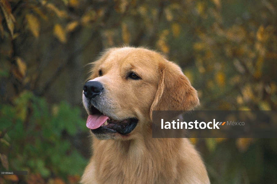 Retrato adulta de Golden Retriever (Canis familiaris)