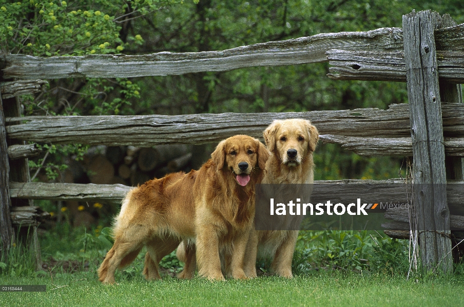 Oro retrato Retriever (Canis familiaris) de dos adultos en césped hierba cerca de una valla