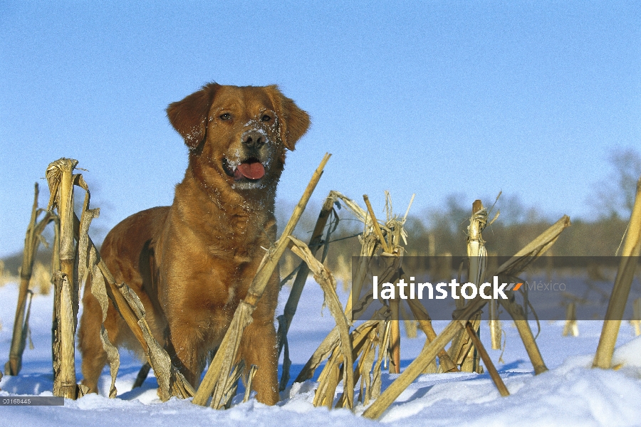 Oro retrato Retriever (Canis familiaris) de alerta permanente adultos en nieve