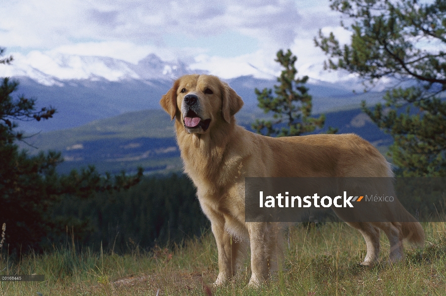 Oro retrato Retriever (Canis familiaris) de alerta permanente adultos en Prado de la montaña