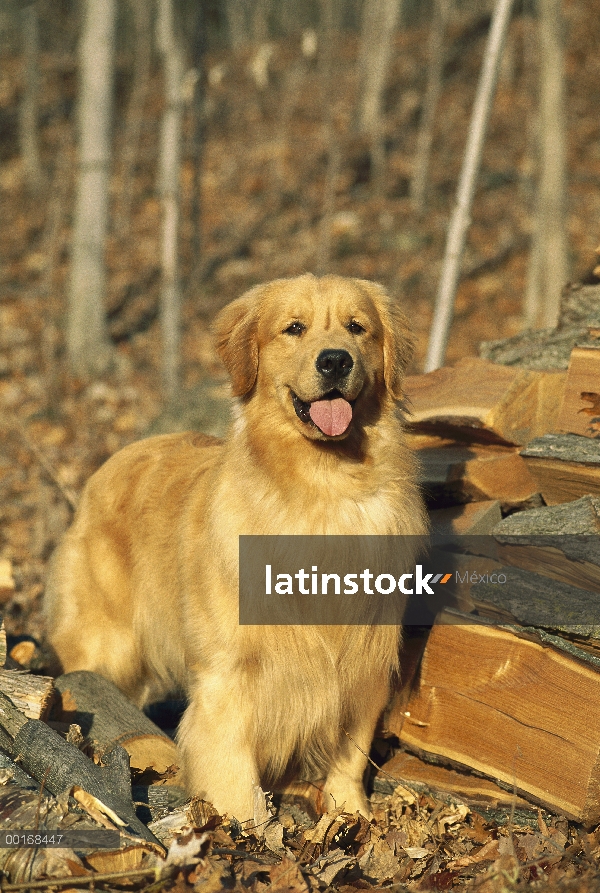 Retrato adultos de Golden Retriever (Canis familiaris) cerca leña apilada