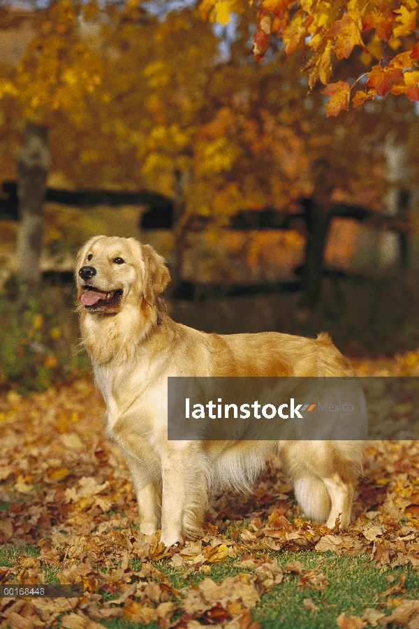 Permanente adultos de Golden Retriever (Canis familiaris) entre hojas de otoño