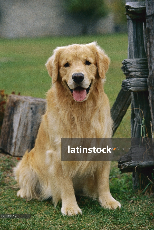 Oro retrato Retriever (Canis familiaris) de adultos sentarse al lado de una valla