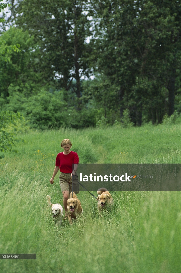 Oro mujer Retriever (Canis familiaris) caminando tres perros adultos en campo de hierba