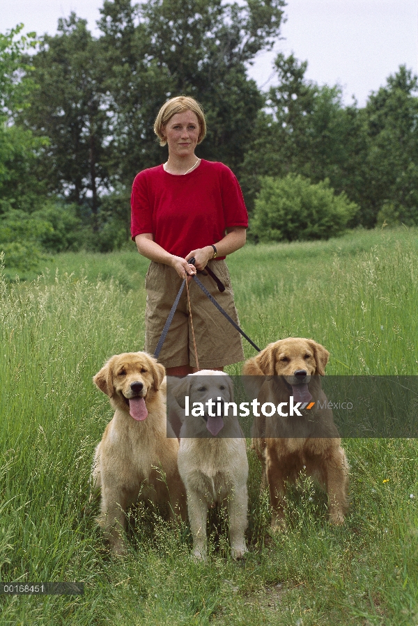 Oro mujer Retriever (Canis familiaris) caminando tres perros adultos en campo de hierba