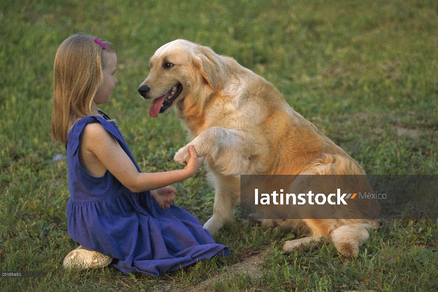 Golden Retriever (Canis familiaris) jugando con una niña