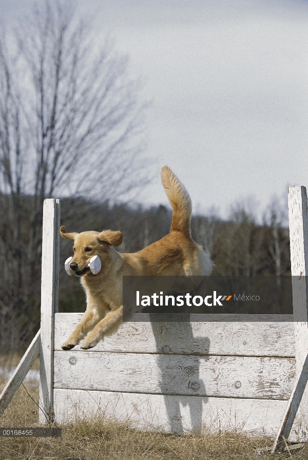 Claro adulta de Golden Retriever (Canis familiaris) salto con juguete en la boca en el curso de agil