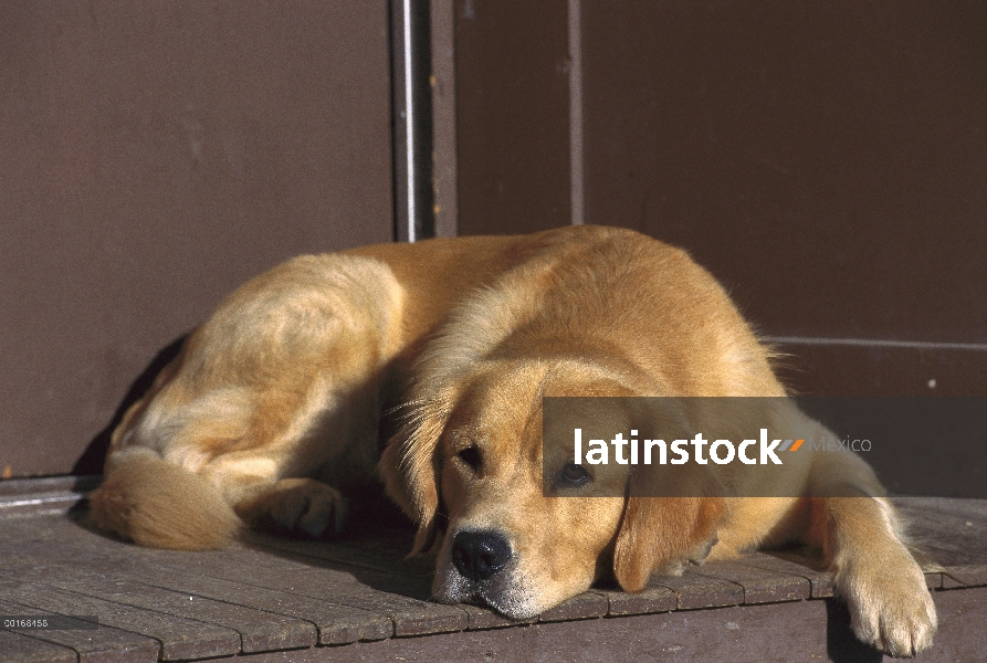 Perro adulto de Golden Retriever (Canis familiaris) en paso