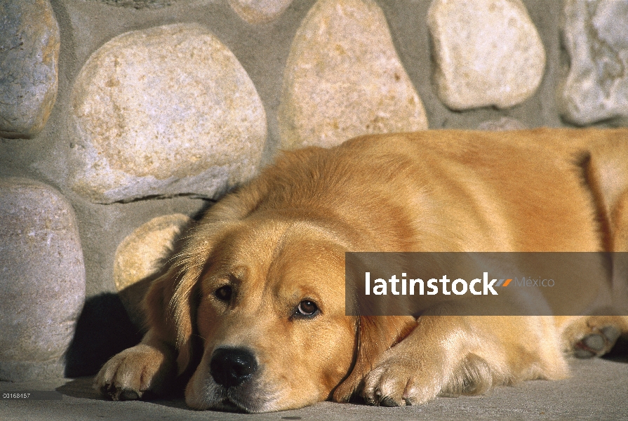 Perro adulto de Golden Retriever (Canis familiaris) de descanso