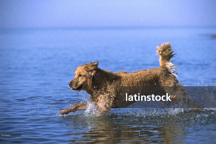 Golden Retriever (Canis familiaris) adulto en lago traer un juguete