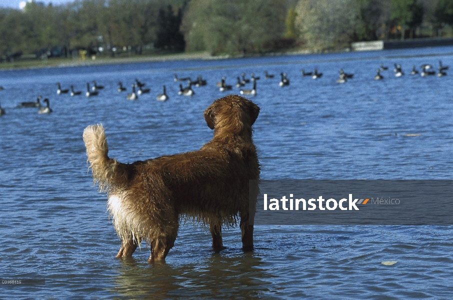 Oro permanente adulto Retriever (Canis familiaris) en el lago viendo una bandada de gansos