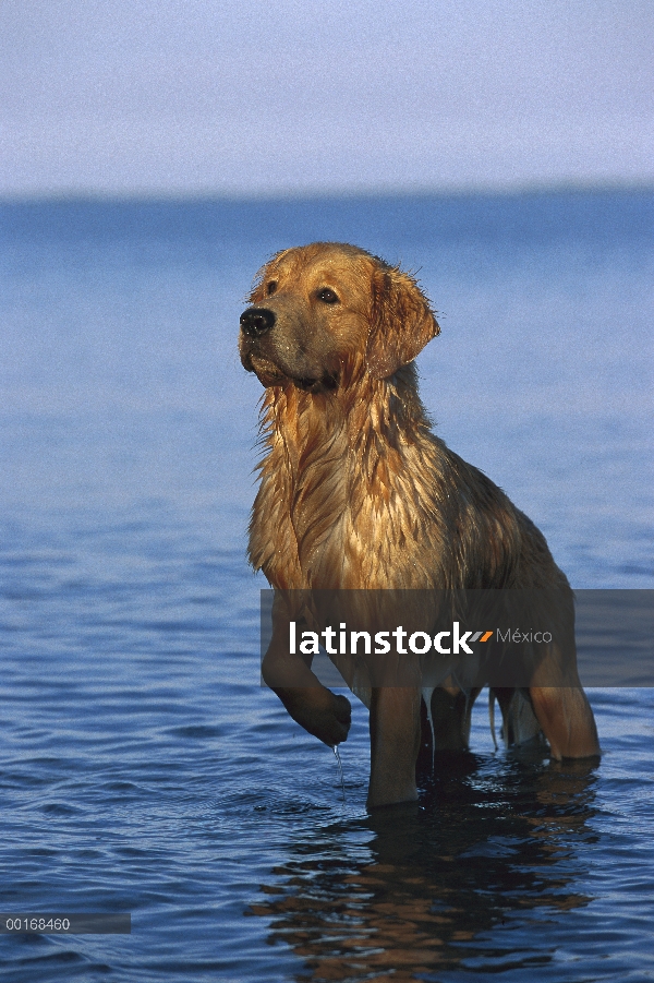 Perro adulto de Golden Retriever (Canis familiaris) en lago poco profundo anticipando un juguete lan