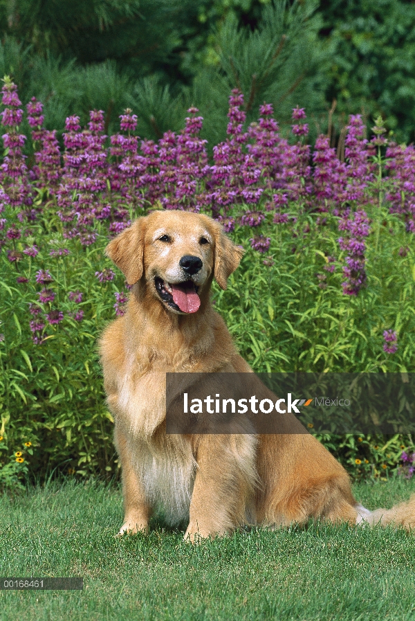 Oro retrato Retriever (Canis familiaris) de adultos sentarse en el césped cerca de flores del jardín