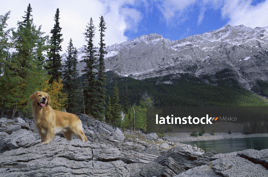 Oro retrato Retriever (Canis familiaris) en las montañas al lado de lago alpino