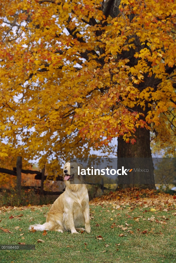 Oro retrato Retriever (Canis familiaris) de un adulto sentado en el césped bajo un árbol de color de