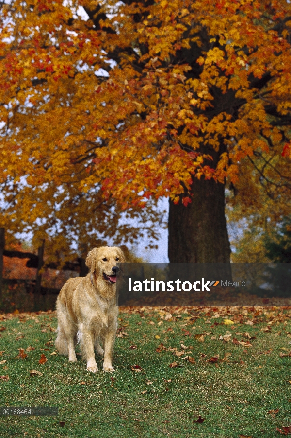 Oro retrato Retriever (Canis familiaris) de un adulto sentado en el césped bajo un árbol de color de