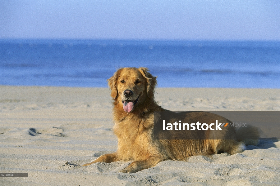 Perro adulto de Golden Retriever (Canis familiaris) descansando en la arena en la playa