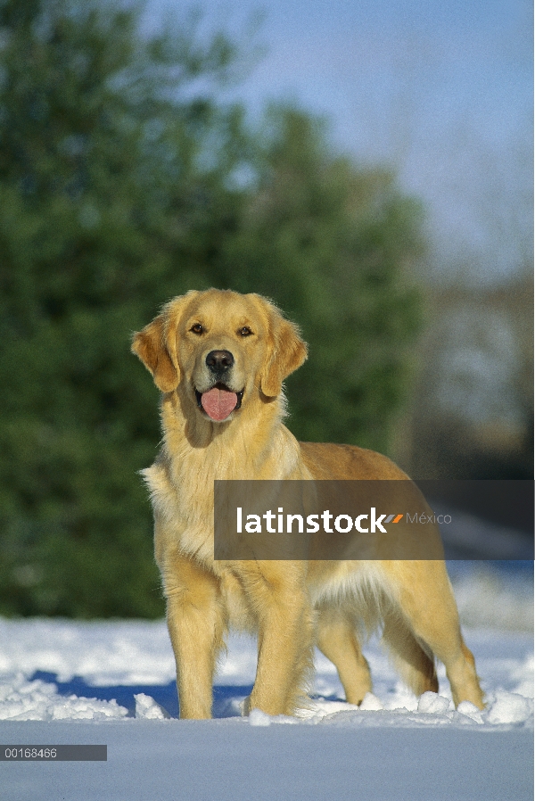 Oro retrato Retriever (Canis familiaris) de un adulto que está parado en la nieve