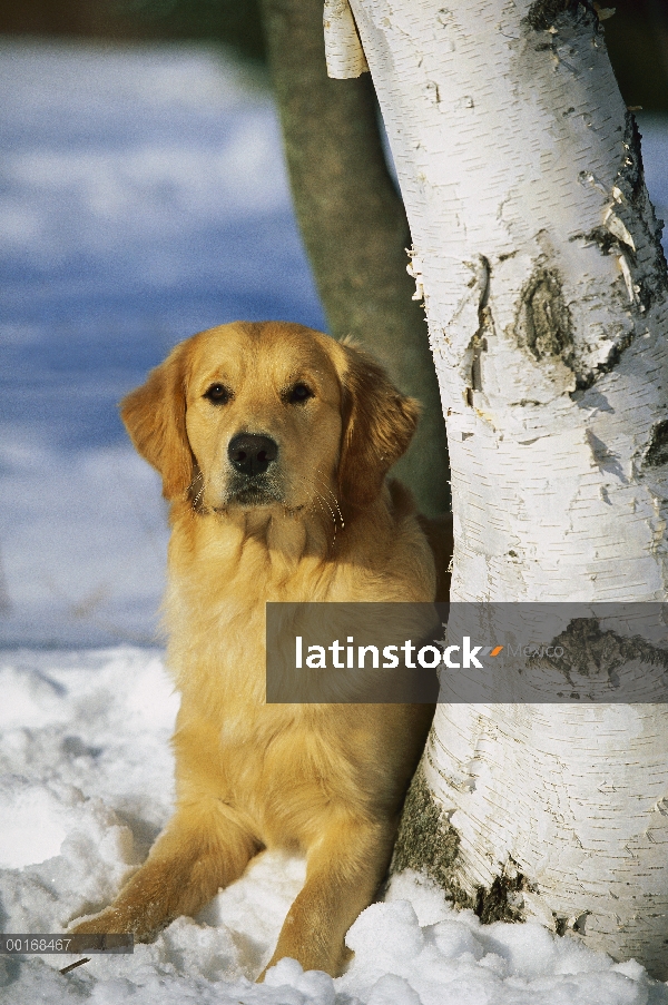 Oro retrato Retriever (Canis familiaris) de un adulto descansando en la nieve junto al árbol de abed