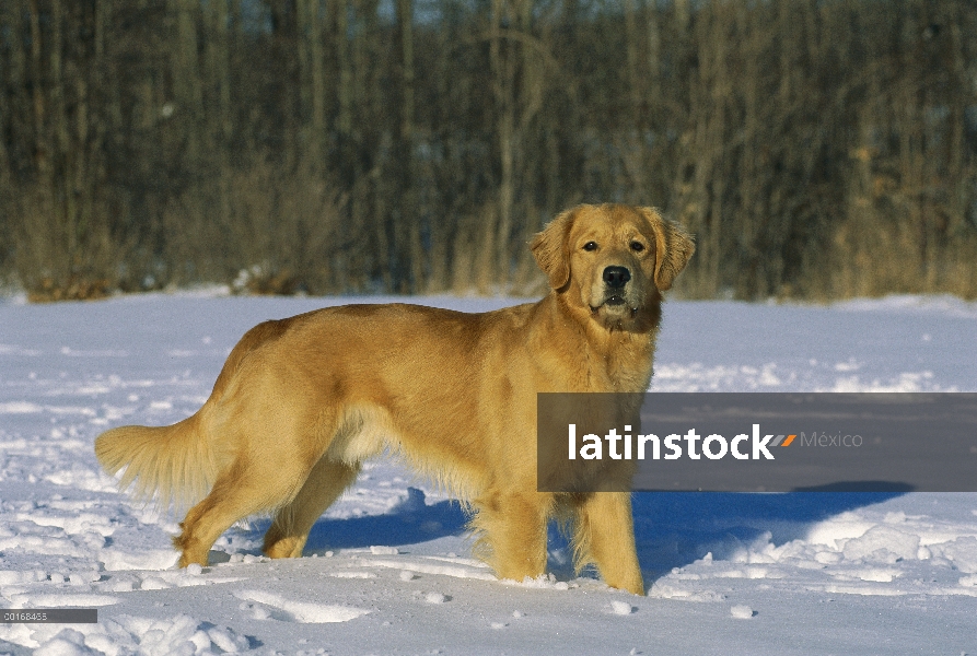 Oro retrato Retriever (Canis familiaris) de un adulto que está parado en la nieve