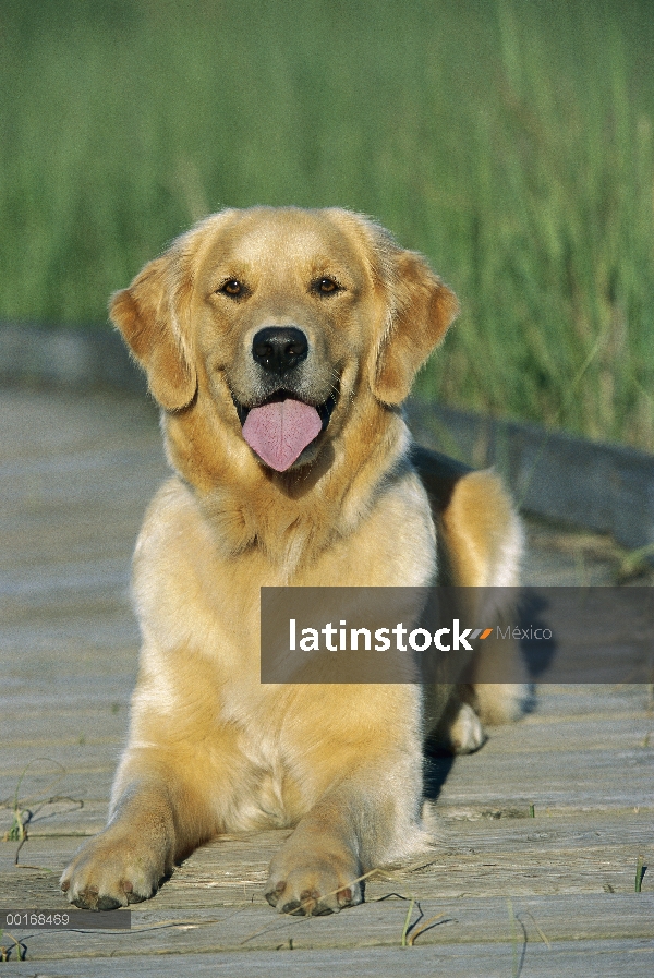 Perro alerta de oro Retriever (Canis familiaris) en paseo marítimo de pantano