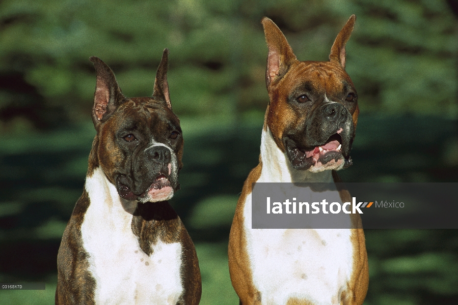 Retrato del boxeador (Canis familiaris) de par