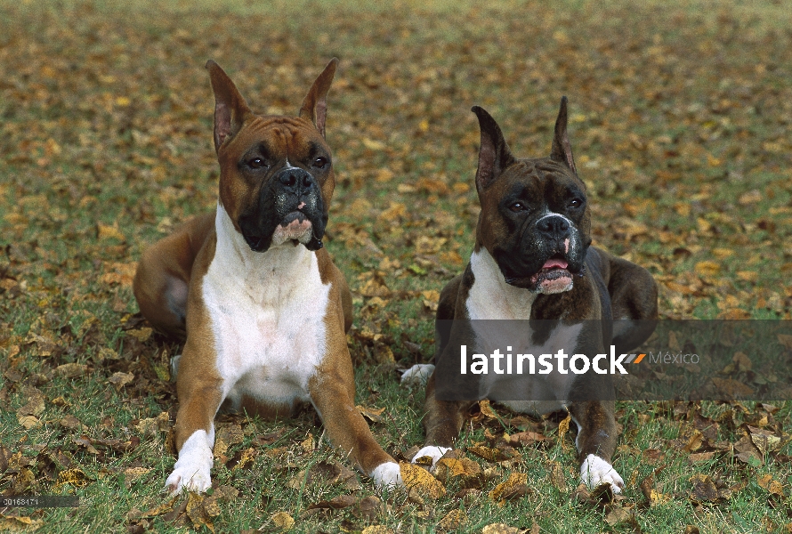 Par de Boxer (Canis familiaris), tendido en la hierba, caída