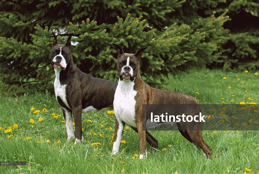 Pie de par de boxeadores (Canis familiaris) en pasto