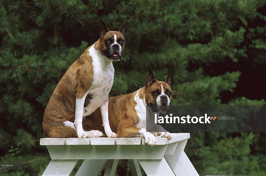 Par de Boxer (Canis familiaris) en la mesa de picnic